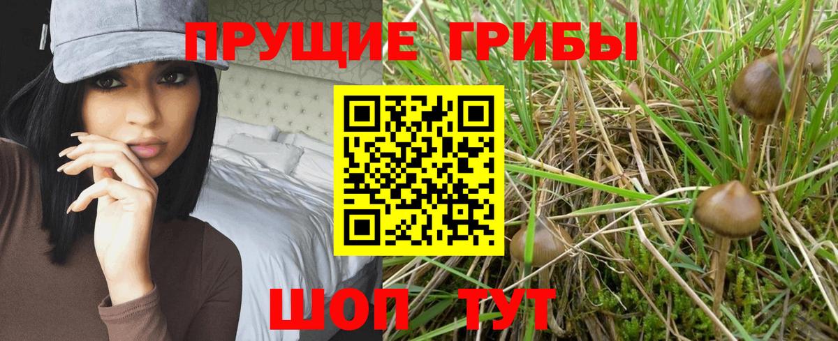 Псилоцибиновые грибы GOLDEN TEACHER Саратов